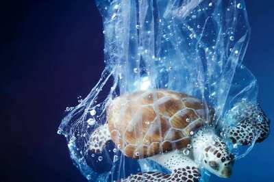 World Oceans Day 2022: Do You Know These Cool Facts About Oceans?