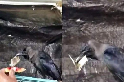Watch: Crow Takes 'Bribe' To Return Rs 500 Note