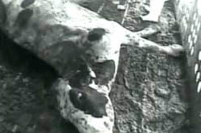 US sting operation leads to largest beef recall