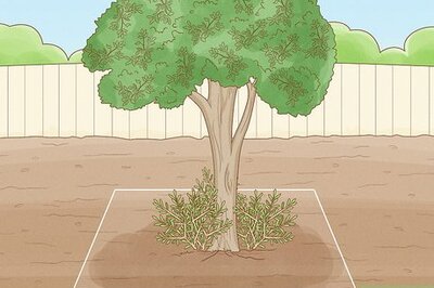 How to Chop Down a Tree