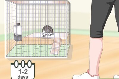 How to Carry a Hedgehog