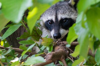 Wildlife Conservation Must Start with Planting Trees, Rebuilding Destroyed Habitats