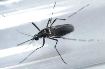 Zika Crisis Fuelled by 'Massive' Mosquito Control Failures: WHO