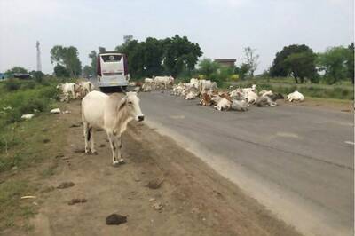 Madhya Pradesh Govt Plans to Levy 'Cow Cess' to Fund 'Gaushalas' to House Stray Bovines