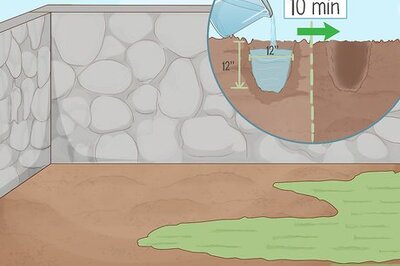 How to Grow Feverfew