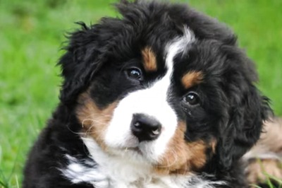 UK Couple Mortgages House To Pay Medical Bills Of Their Pet Dog