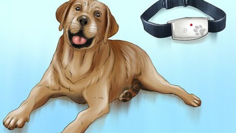 How to Keep Ticks from Your Dogs