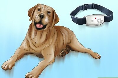 How to Keep Ticks from Your Dogs