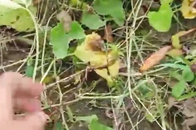 In Madhya Pradesh’s Chhatarpur, Gila Fruits Popular Among Locals