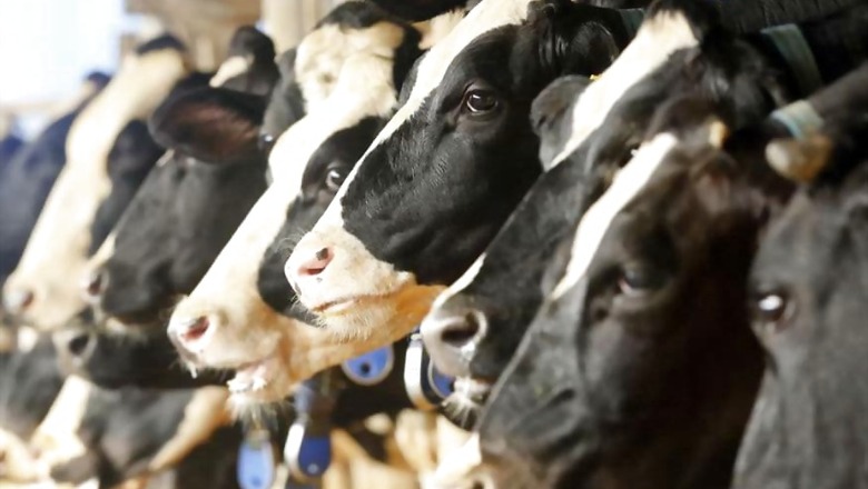 98 Cows, Calves Die of Suspected Food Poisoning in Goushala in Andhra