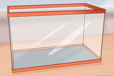 How to Take Care of Mice