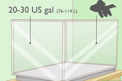 How to Care for a Fantail Goldfish