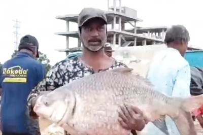 Fish Weighing Upto 15 KG Found In Telangana’s Vemulawada Temple Pond