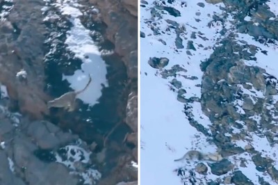 Snow Leopard's Daredevil 197-Foot Leap From Cliff Reminds Internet Of Tom Cruise
