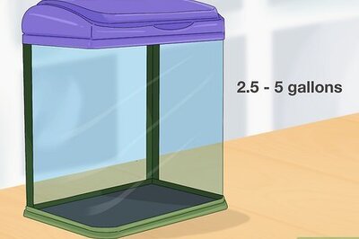 How to Take Care of a Siamese Fighting Fish