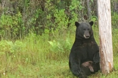 Florida Police Urge Locals To Stop Taking Selfies With ‘Depressed’ Black Bear