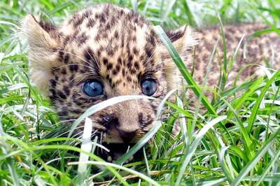 YSRTP Leader Rescues 'Cat-like' Animal to Find Out It's a Baby Leopard; Runs Away in Fear