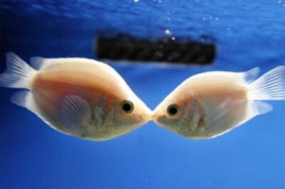 Write thing to do when you are saying I love you