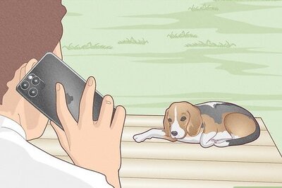 How to Splint a Dog's Leg
