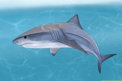 18 Dreams About Sharks & What They Mean Spiritually