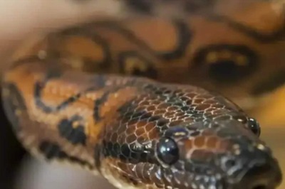 ‘Male’ Snake Gives Birth To 14 Snakelets Without Ever Mating: Expert Explains How It Happened