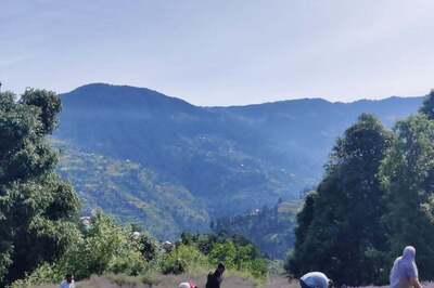 How the 'Purple Revolution' from This Nondescript Hill Town of J&K is Now Spreading Across India