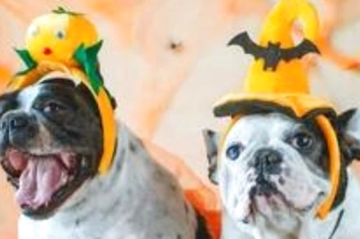 How To Get Your Pet Ready For The Halloween