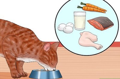What to Do if Your Cat Has Feline Immunodeficiency Virus (FIV)