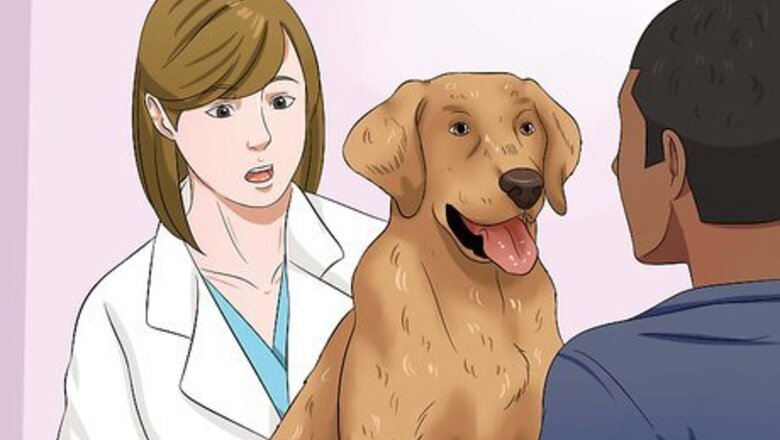 How to Get Your Dog to Eat Dry Food