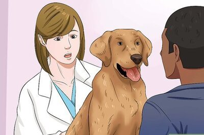 How to Get Your Dog to Eat Dry Food