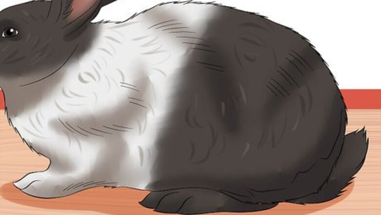 How to Diagnose Digestive Problems in Rabbits