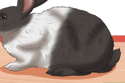 How to Diagnose Digestive Problems in Rabbits