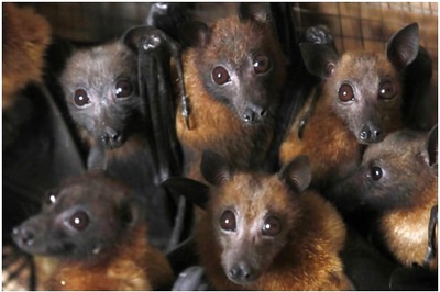 Nagaland Groups Hunting Bats May be at Risk as Study Shows Presence of Ebola Viruses