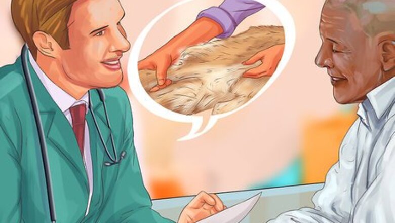 How to Get Canine Physical Therapy