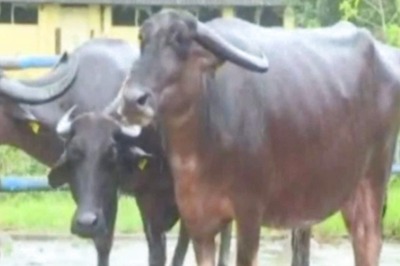 Madhya Pradesh: Death of Buffalo Bitten by Rabid Dog Causes Frenzy, People Rush to Get Anti-Rabies Shots