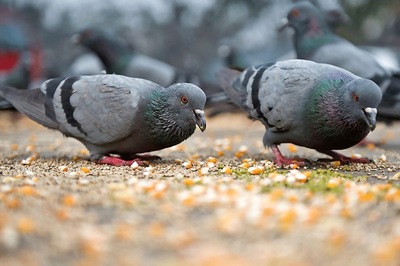 Pigeon Found With 'Threatening' Message May Soon Be Set Free