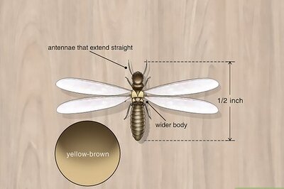 Killing Flying Termites and Their Termite Colonies
