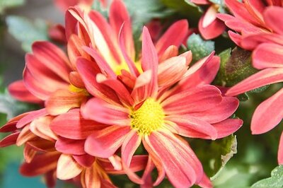 How to Make a Dried Flower Bouquet