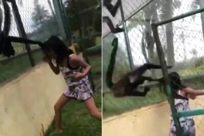 Watch: Spider Monkey Pulls Girl's Hair As She Tries To Capture Video