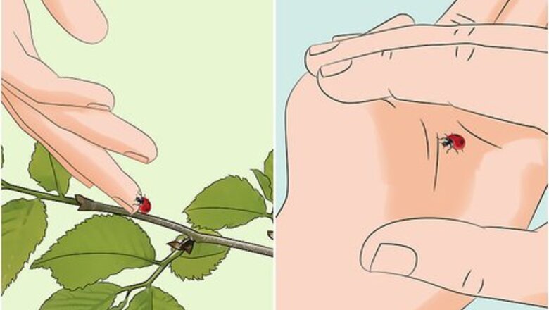 How to Feed and Care for a Ladybug