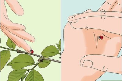 How to Feed and Care for a Ladybug