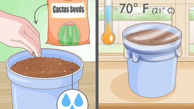 How to Grow Cactus in Containers