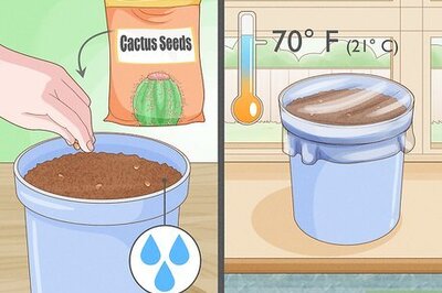 How to Grow Cactus in Containers