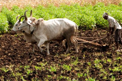 PM Kisan 11th Installment: Govt to Release Rs 21,000 Cr Today; Who Will Get, Beneficiary Status