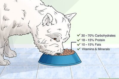 How to Choose a Dry Dog Food