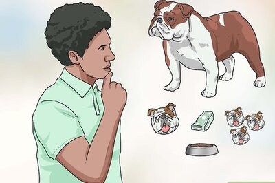 How to Breed English Bulldogs