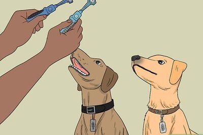 How to Clean Your Dog's Toothbrush
