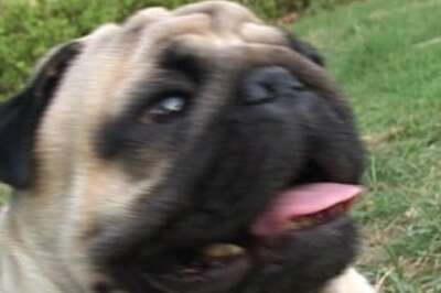 Vodafone ZooZoos win PETA award