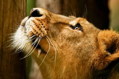 Four Lions at Singapore Zoo Test Positive for Covid, All 'Doing Well' For Now: Report