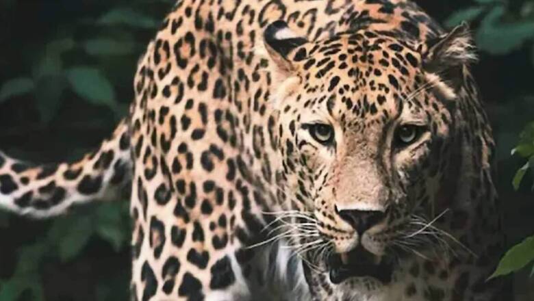 Indore in Grip of Fear After Rescued Leopard Goes Missing From Zoo